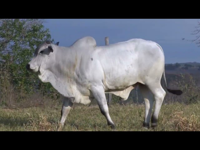 Lote 33   Leilão Especial Nelore Três Irmãos