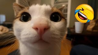 видео: Самый смешной клип про кошек и собак 2025 года😼🐶Попробуйте не смеяться😜 Часть 240 картинка: Самый смешной клип про кошек и собак 2025 года😼🐶Попробуйте не смеяться😜 Часть 240