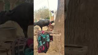 #sharma #dairyfarm #animals lover 💕🐄🐃