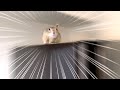 リチャードソンジリスを飼うのは大変!