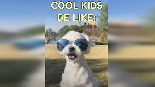FUNNY MALTESE DOG VIDEOS  TRY NOT TO LAUGH