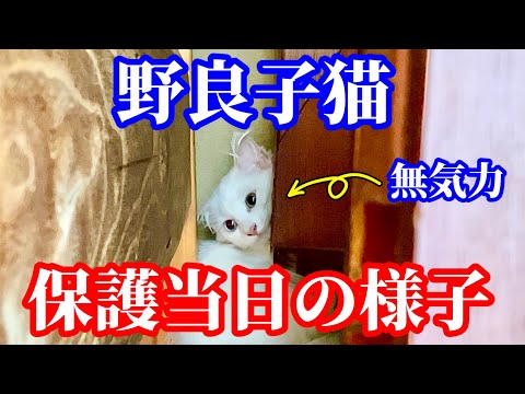 ニャンちゃんライフ - YouTube