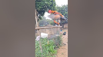 gà rừng thi nhau đập cánh gáy cực hay.qaib qus ya ntxuaj ti qua zoo tiag tiag