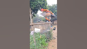 gà rừng thi nhau đập cánh gáy cực hay.qaib qus ya ntxuaj ti qua zoo tiag tiag