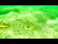 Snorkeling at Boynton Beach Inlet | Surrounded by a School of Fish! 🐠🌊