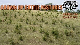 Chasing Giants #213 - Turning old cow pasture in deer sanctuary