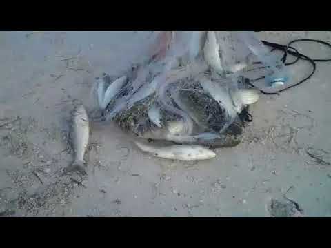 احلى صيد سمك بالشبكه على الراااااااااايق