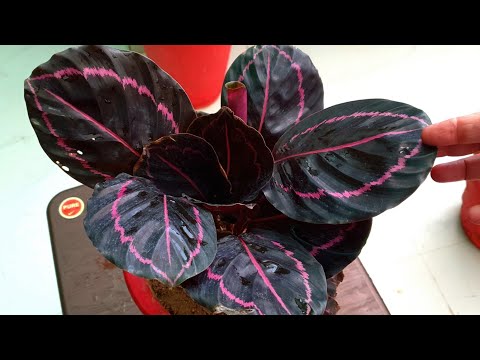 Video: Calathea Lansifolia (22 Photos): Home Care. How To Properly Care For Her During The Flowering Period?