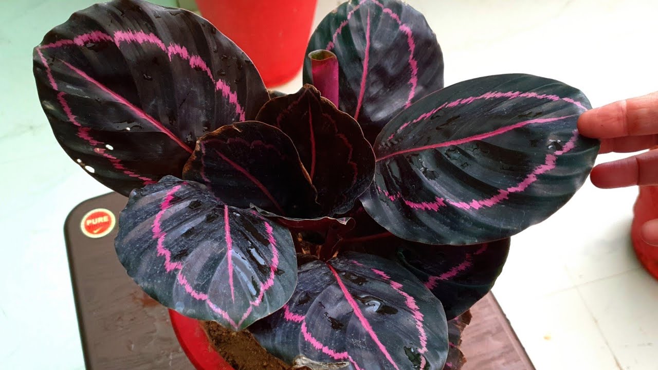 How to Grow and Care Red Calathea / Calathea / Prayer Plant Fun