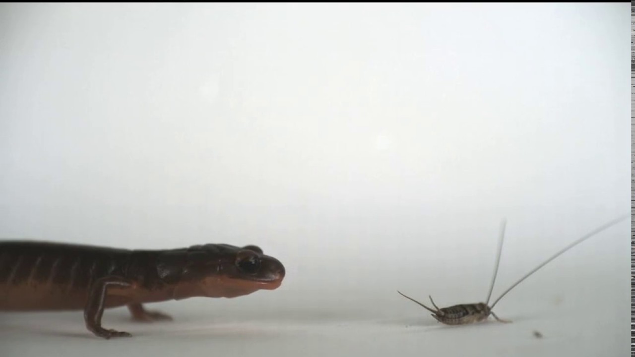 Ensatina eschscholtzii using ballistic tongue projection on a cricket