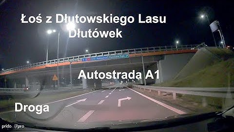 Łoś z Dłutowskiego Lasu, Dłutówek - Autostrada A1. Przejazd. Łódzkie. Polska.