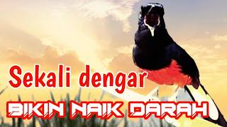 PANCINGAN MURAI BATU GACOR FULL ISIAN, SEKALI DENGAR AMPUH BUKIN MURAI EMOSI NAIK JADI ON KONSLET