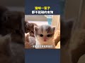Cats Forbidden Foods: What You Must Never Feed Your Feline Friend