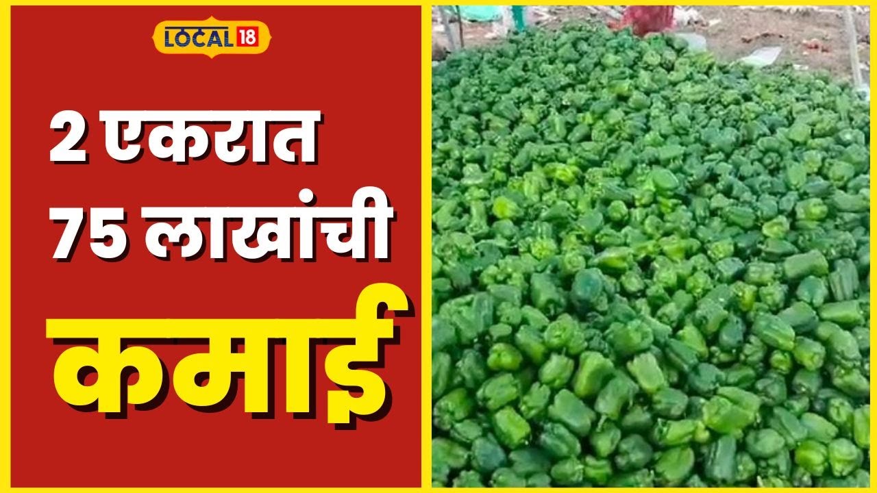Shimla Mirch Farming दुष्काळी भागातील शेतकऱ्याची कमाल, 2 एकरात मिळवलं 75 लाखांचं उत्पन्न #local18