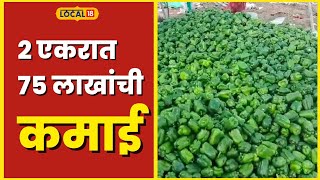 Shimla Mirch Farming दषकळ भगतल शतकऱयच कमल, 2 एकरत मळवल 75 लखच उतपनन