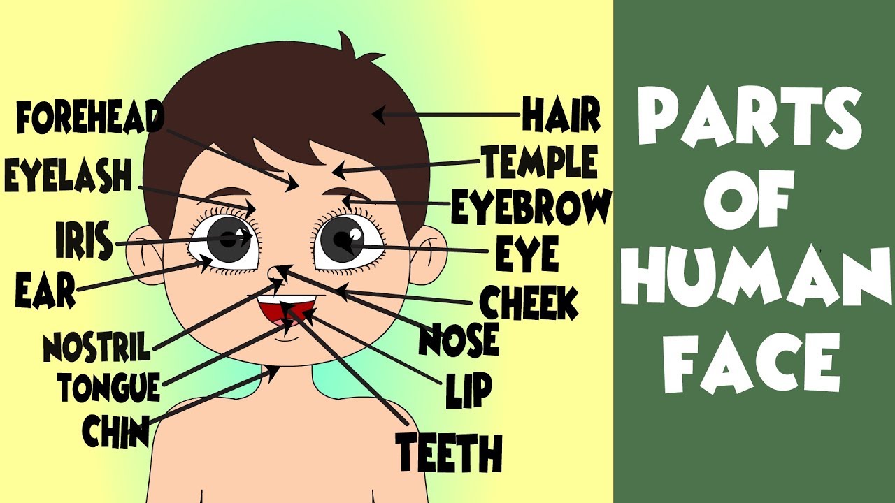 All Parts of the Face in English | # human Face Parts ...