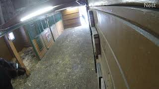 Yearlings bolt through barn door