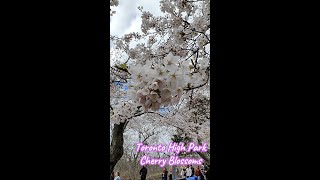 2024 HD Toronto High Park Cherry Blossoms 2 多倫多海帕公園櫻花盛開 2