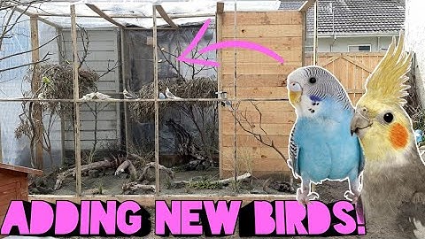 Releasing New Birds Into The Parrot Aviary!