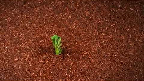 سورة الفجر كاملة بصوت هادئ ومريح ينسيك همومك