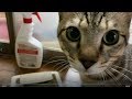 障害ねこのおむつ替え! おむつ替え中にチコ君逃亡w