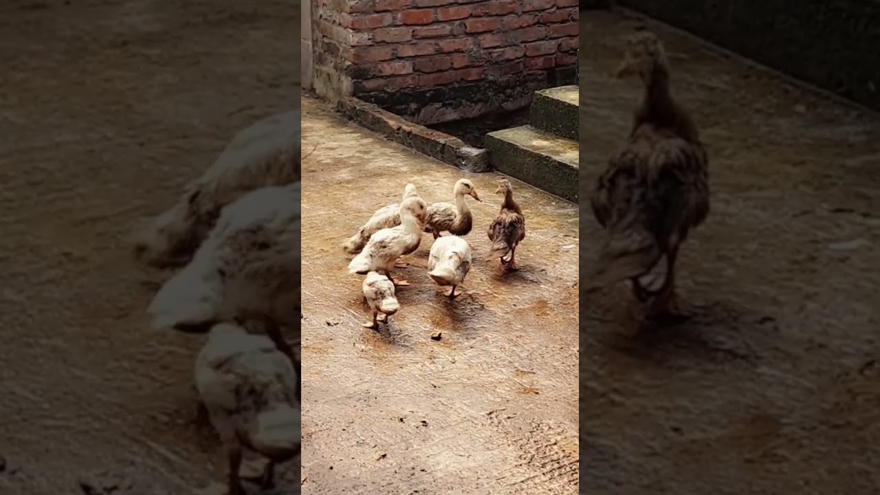 🦆🦆Duck transformation🦆🦆