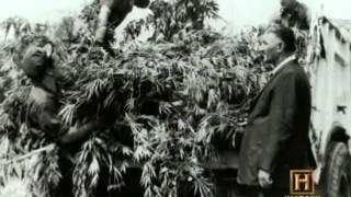 Hooked  Illegal Drugs And How They Got That Way  Marijuana avi
