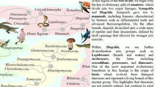 Amniotes Split: From Reptiles to Mammals and Birds