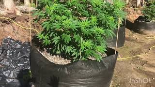 Outdoor cannabis garden smart pot progress