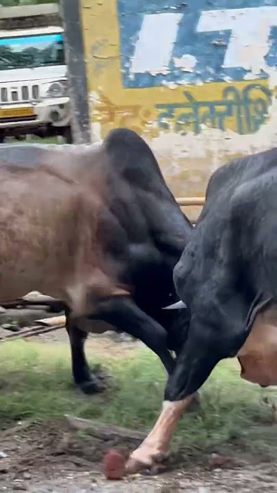 zabardast fighting#shorts #bullfight #fight #livefight #followme #popular #onelifebaby