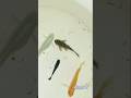 My Aquarium Sucker Fishes #aquarium #gouramifish #fish #mollyfish #viralvideo #fishlover