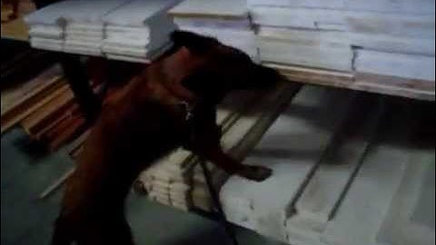 ScentLogix explosives K9