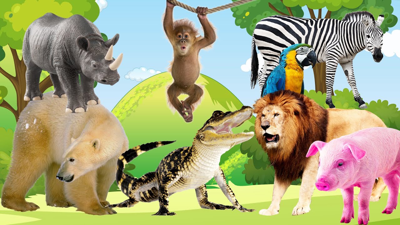 Wild Animals and domestic animals, Animal Sounds: Bear, Elephant, Lion ...