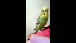 Говорящий попугай Арчи 2
