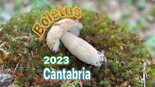 Boletus 2023 Cantabria
