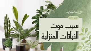 العنايه بالنباتات داخل المنزل سبب موت النباتات المنزلية