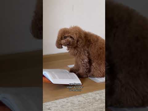 Туалет для собак #Shorts