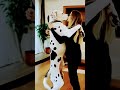 The Love Of Woman And Dog Cut Goldenretriever Xxx Dogsex 