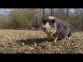 Hogs gone wild: Georgia wants to reward you for tackling feral swine invasion