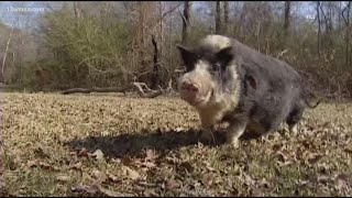 Hogs gone wild: Georgia wants to reward you for tackling feral swine invasion