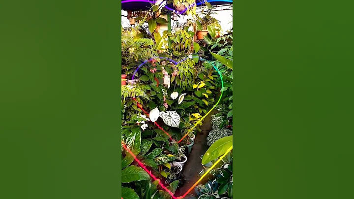 Enjoying my forest garden
