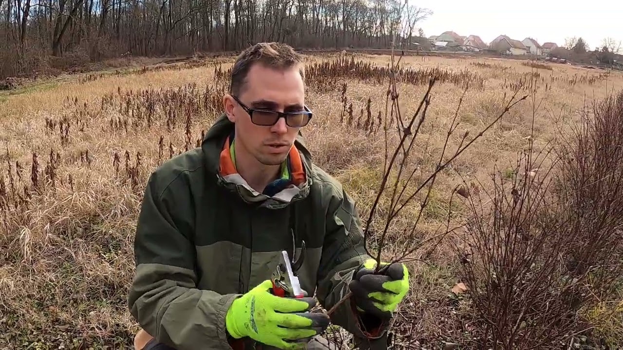 Mézbogyók metszése Vincze Ambrus Mézbogyó Nagykövet