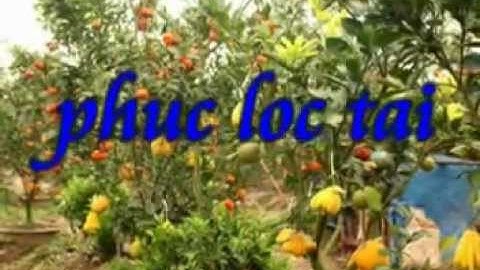 caynguqua.vn -CÂY NGŨ QUẢ ĐẸP NHẤT