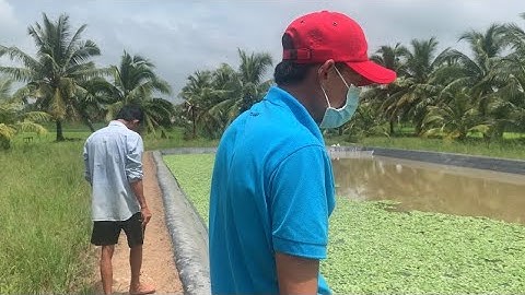 Giao Ốc Giống Tiếp Tục Lần 2 Cho Khách Hàng Ở Ngãi Xuyên-Trà Cú | Liệt Vlog