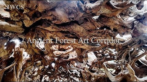 Ancient Forest Art Corridor