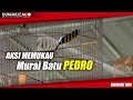 Aksi Memukau Murai Batu Pedro Di Metro Bird Festival Mp3 - Mp4 Download