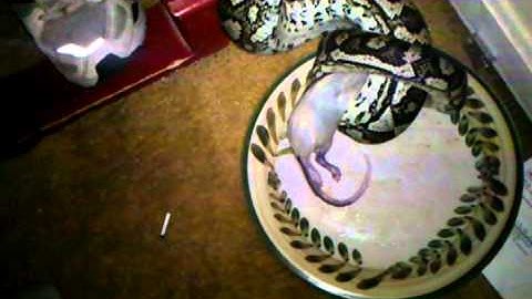 Jungle python eating 3rd large rat