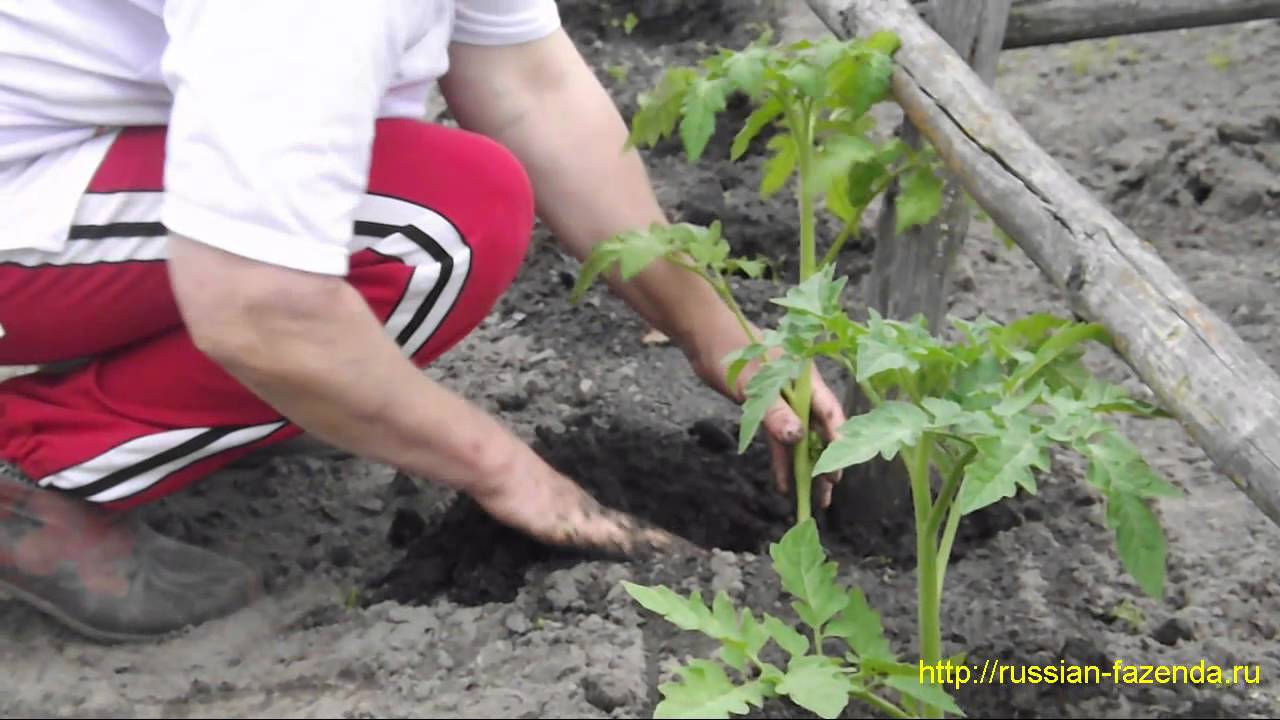 Когда и как высаживать томаты в открытый грунт.