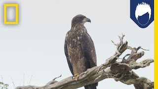 Can You Identify What Kind of Bird This Is? | National Geographic