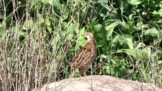 שליו נודד Common Quail